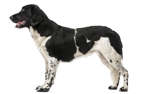 Stabyhoun Dog Breed Information - American Kennel Club