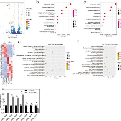 Transcriptomic Analysis To Identify Differentially Expressed Genes Download Scientific Diagram