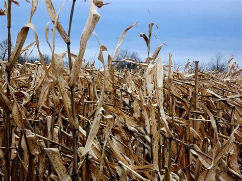 Corn Cornfield Farm Free Photo On Pixabay Pixabay