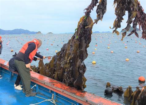 Seaweed Feed Fert And Eco Opportunities To Float New 15b Sector The Land Nsw