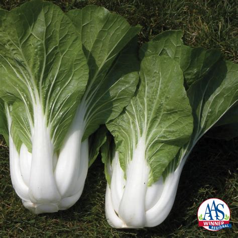 Pak Choi Bopak Hybrid Cabbage J W Jung Seed Company