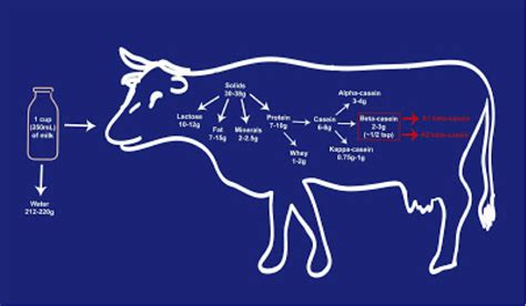 A1 vs A2 milk - A blog by Monash FODMAP | The experts in diet for IBS - Monash Fodmap