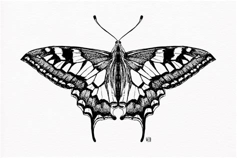 Pen And Ink Drawing Of A Butterfly Behance