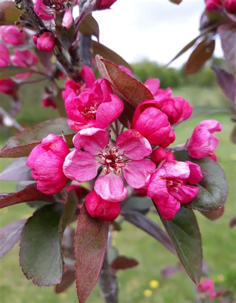 Malus Cultivars D F Trees And Shrubs Online