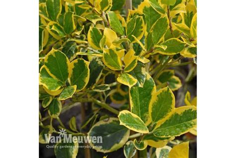 1 Or 2 Holly Golden King Standard Tree Wowcher