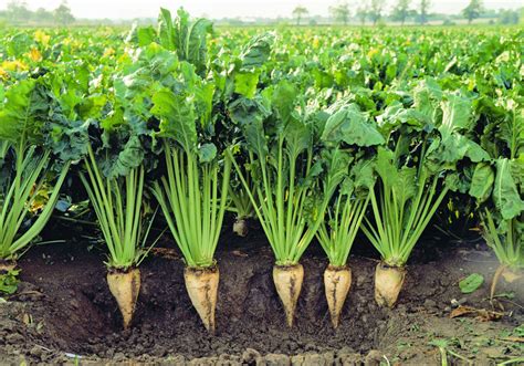 Additional Sugar Beet Tonnes Available In At Fixed T