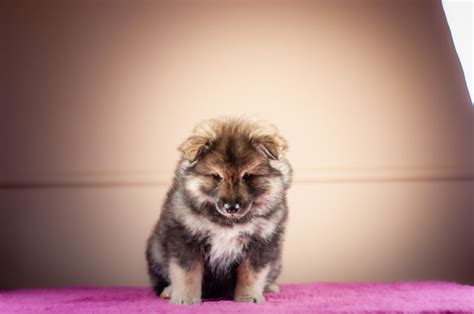 Tundrai Finnish Lapphunds Girls