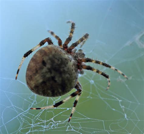 Spider With Striped Legs Neoscona Crucifera Bugguide Net