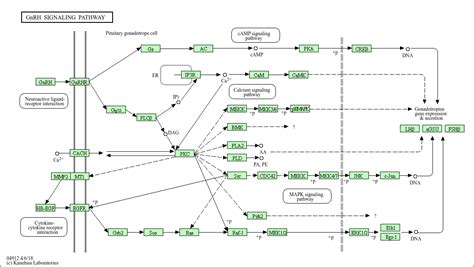 Kegg Pathway Gnrh Signaling Pathway Homo Sapiens Human