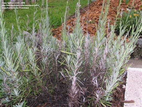 Garden Pests And Diseases Lavender Dying From The Bottom Up 1 By Vcb1