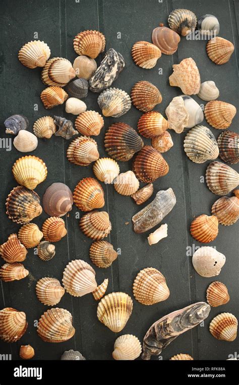 Shellfish Snails From The Mediterranean Sea On The Beach In Italy