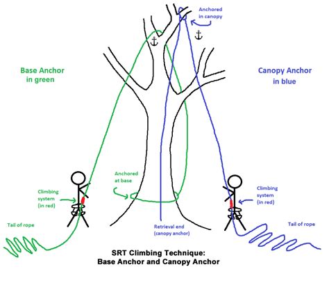 Tree Climbing Basics Educated