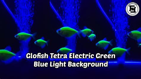 Glofish Tetra Electric Green Blue Light Background Falra Fish Youtube