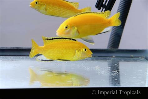 Yellow Lab Mbuna Lake Malawi African Cichlid Labidochromis Caeruleus