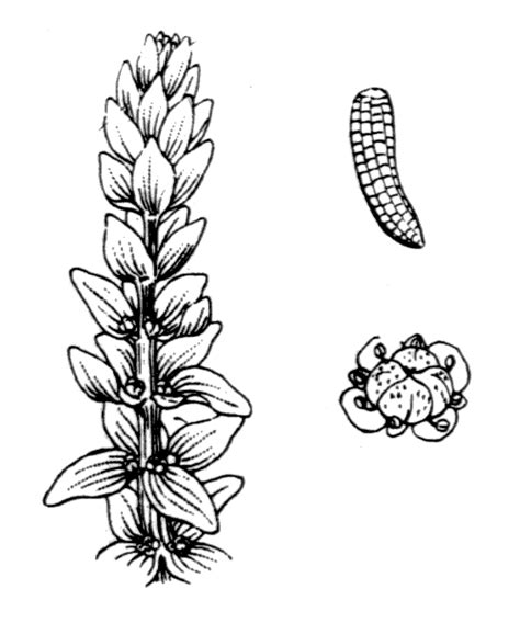 Elatine Alsinastrum Illustrations Eflore Tela Botanica