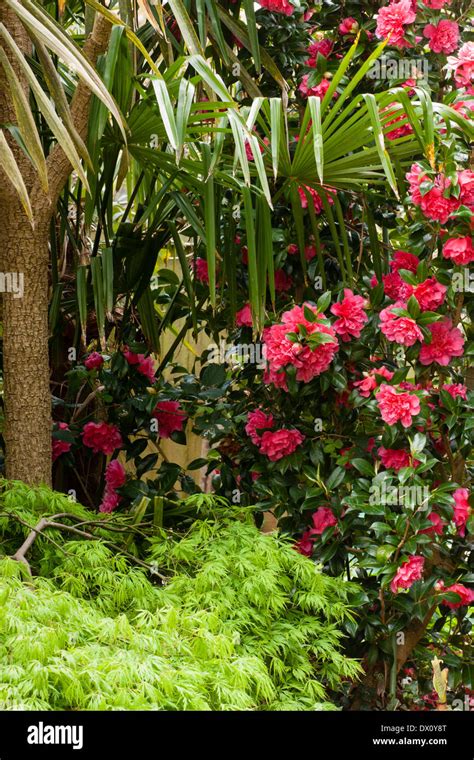 April garden scene with Camellia, Acer palmatum dissectum, and fronds ...