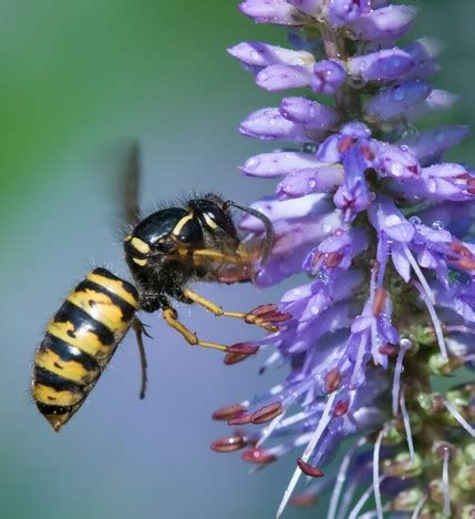 Bienen Wespen Hummeln Unterscheiden Rotb Ckchen