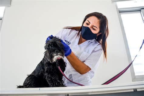 Senasa ¿viajas Con Tu Mascota Conoce Cuales Son Los Requisitos