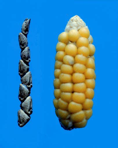 Teosinte On The Left The Wild Grass From Which Maize On The Right