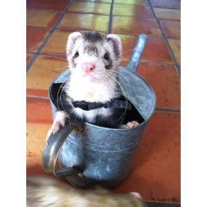 The 6 Best Ferret Breeders in the USA! (2024)