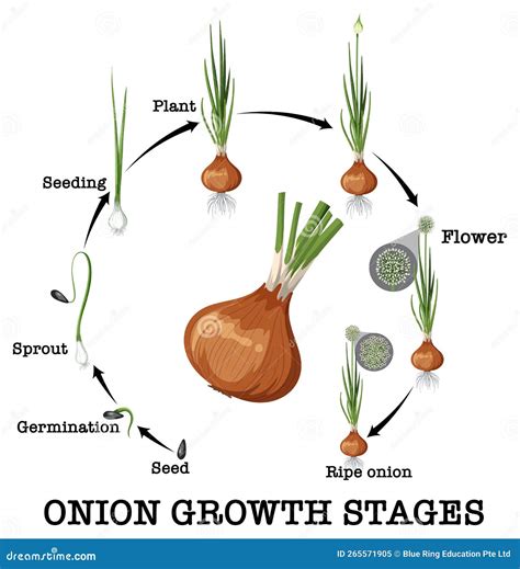 Onion Life Cycle Vector Illustration Cartoondealer