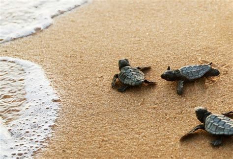 Torre Del Greco Una Tartaruga Caretta Caretta Depone 50 Uova In