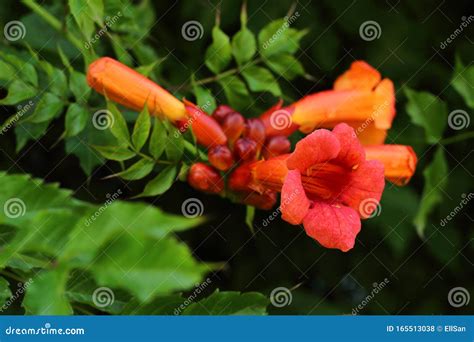 Red Flowers Of Campsis Radicans Grandiflora Trumpet Creeper Vine