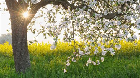 Llegada De La Primavera Esta Es La Fecha Y Horario De Su Comienzo