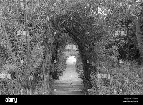 Black And White Arch Stock Photo Alamy