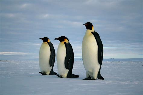 10 Phenomenal Penguin Species