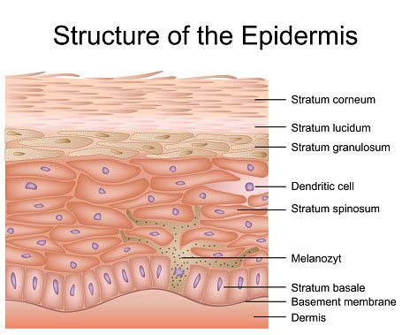 Ilustración de Estructura De La Epidermis Ilustración Vectorial Médica Anatomía De La Dermis y ...