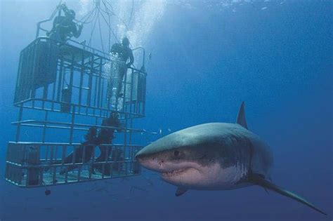 Top Tips For Cage Diving With Sharks The Scuba News