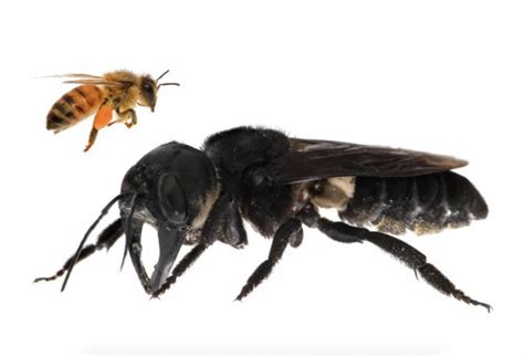 World’s Largest Bee Species Thought To Be Extinct Rediscovered In ...