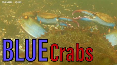 Encountering Beautiful Blue Crabs In Baltimore S Inner Harbor YouTube