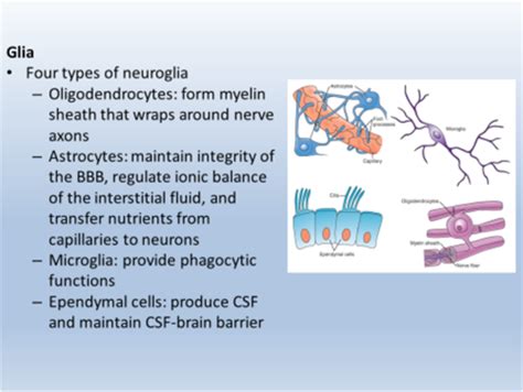 Nurs Week Brain And Synapse Neurotransmitters And Cns Disease