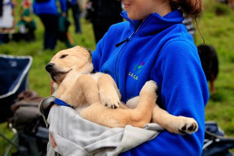 Por que 488 golden retrievers se reuniram na Escócia 02 08 2023