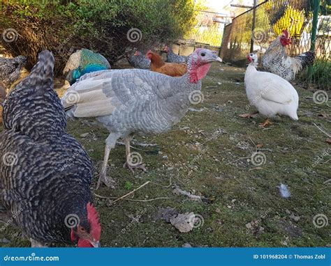 Turkey Chicken Peacock Farm Birds Stock Photo - Image of nature, duck ...