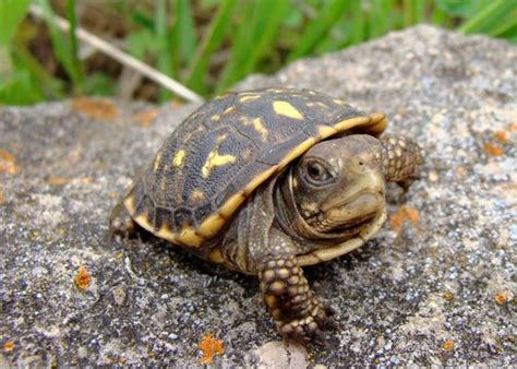 Baby Ornate Box Turtle