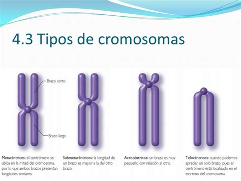 CMI Biología 4º ESO T 1 La organización celular de los seres vivos