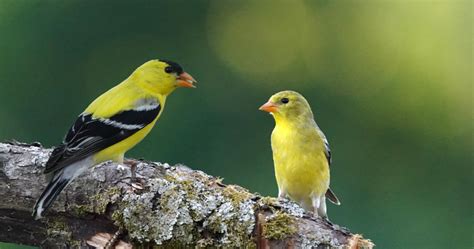 Pine Warbler vs Goldfinch: How to Tell Them Apart