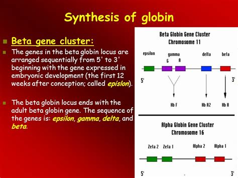 Alpha Globin Genes