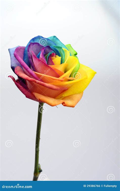 Close Up of Rainbow Rose Flower Stock Photo - Image of pink, heart ...