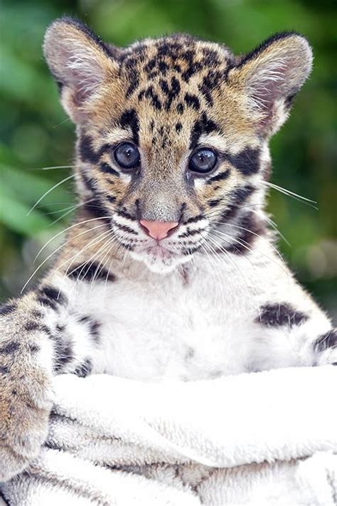 UPDATE: Zoo Miami's Clouded Leopard Cubs - ZooBorns