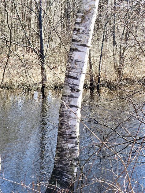 White Birch Tree Trunk Photograph By Maureen Rose Fine Art America