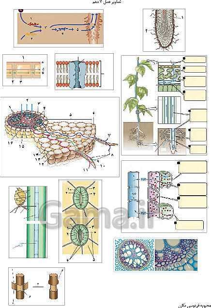تصاویر بدون برچسب کتاب زیست شناسی 1 پایه دهم گاما