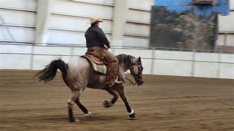 Foal-some fun at Arabian Horse Show