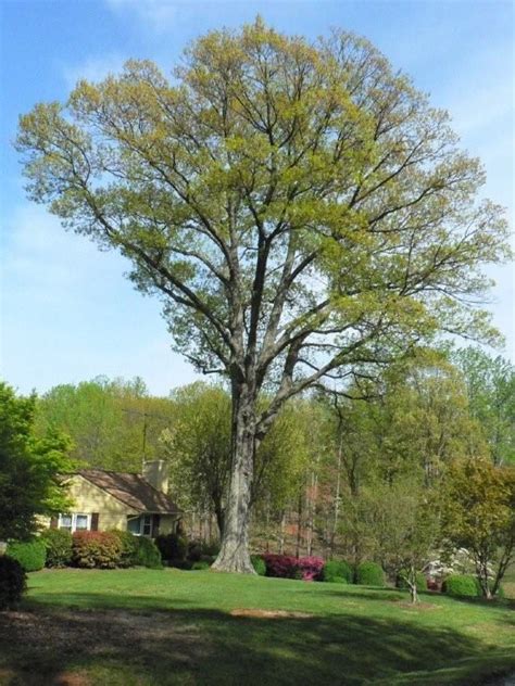 Oak Northern Red Charlottesville Area Tree Stewards