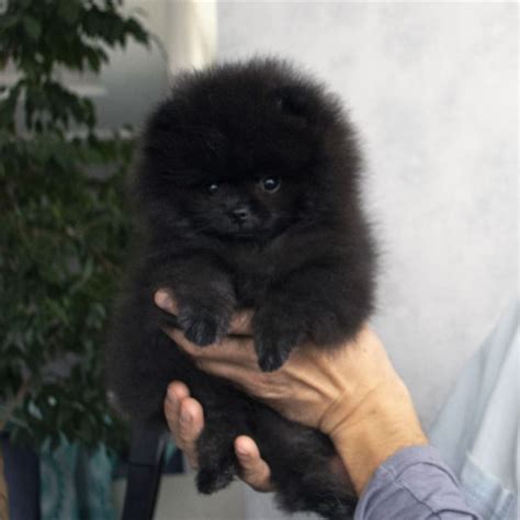 Black pomeranian puppies | Black pomeranian puppies, Black pomeranian, Pomeranian puppy