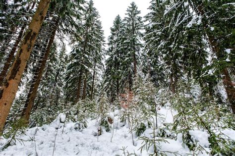 Premium Photo Spruce Tree Forest Covered By Snow In Winter