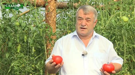 Малиновое чудо из "Садов России" - YouTube